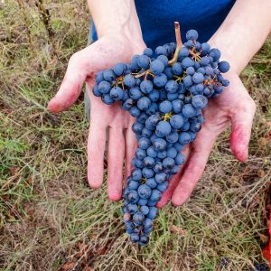 La nostra prima seconda volta: Oltrepò Pavese 2020 5 Barbera