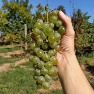 Albana
