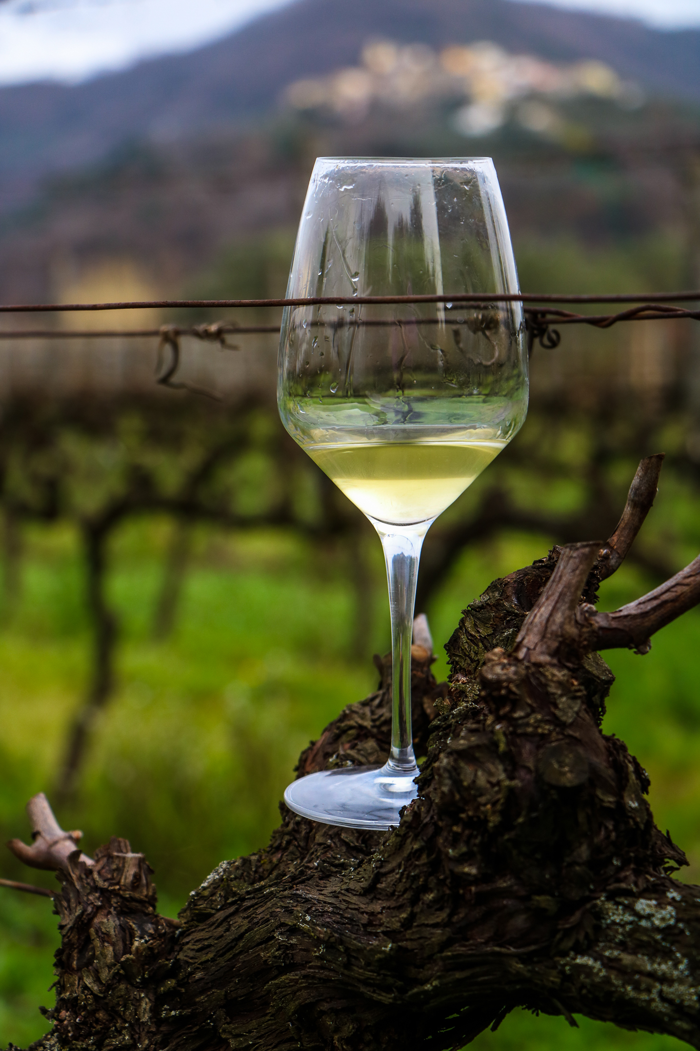 Vino naturale: cos’è e come viene prodotto