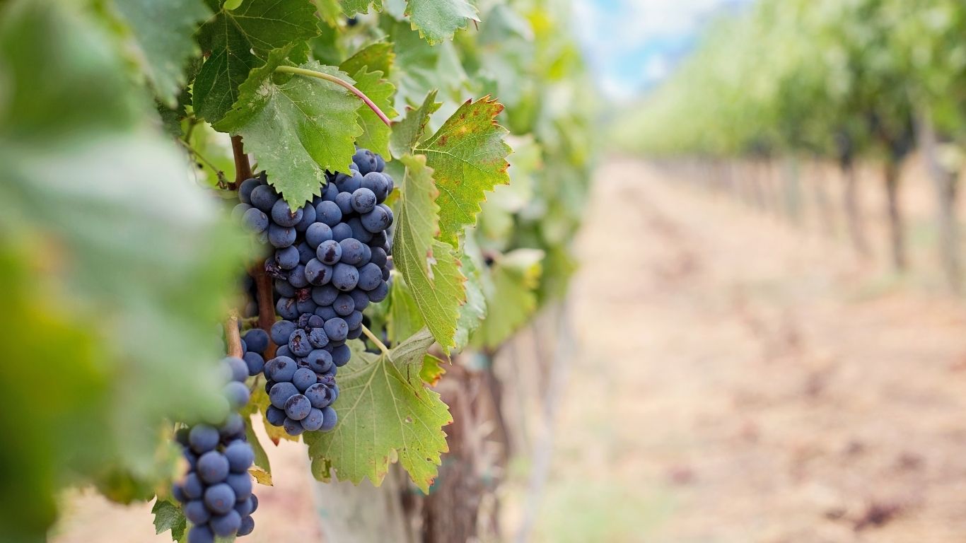 Vino senza solfiti: si può fare?